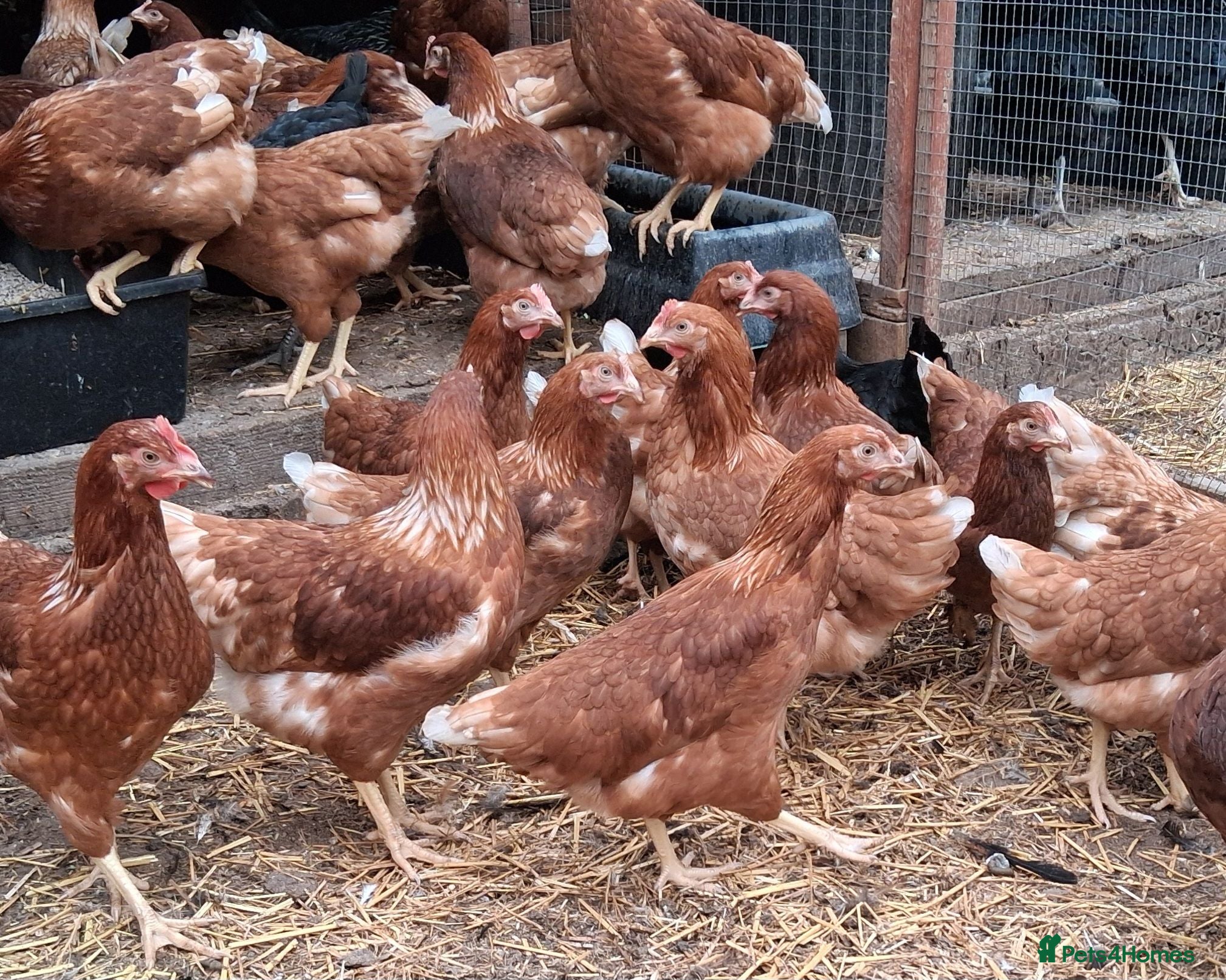 Chickens poultry Brown warren hybrid pullets  - Advert 2