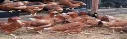 Chickens poultry for sale: Brown warren hybrid pullets  - Advert 2