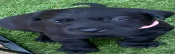 Labrador Retriever dogs for sale: Beautiful litter of black Labrador pups  in Beverley - Advert 13