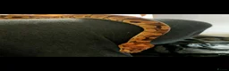 Python Snake reptiles for sale: Royal Python  - Advert 4