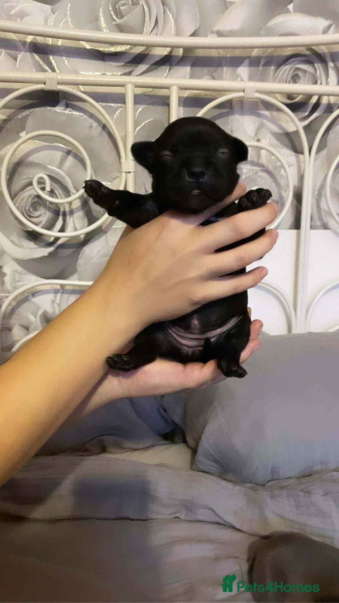 Mixed Breed dogs for sale: French Bulldog X Pocket Bullies for sale  - Image 7