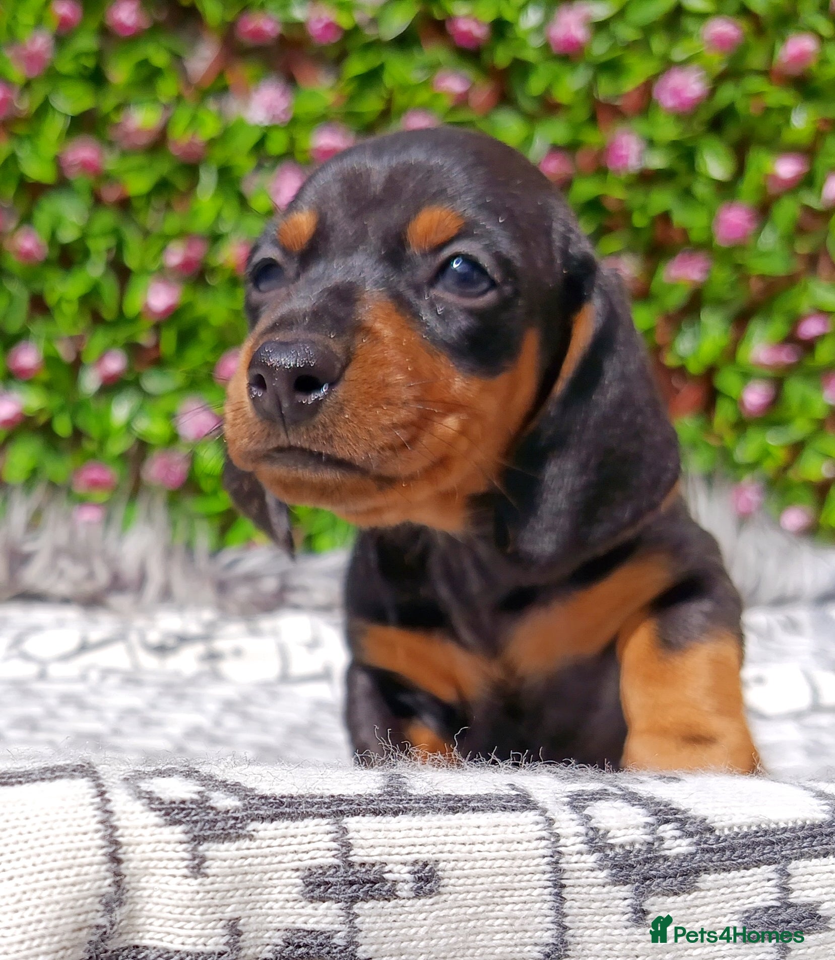Miniature Dachshund dogs QUALITY MINIATURE DAXI KC REG PRA CLR - Advert 2