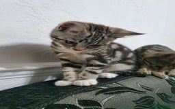 Bengal cats for sale: Bengal Kitten for sale  - Image 3