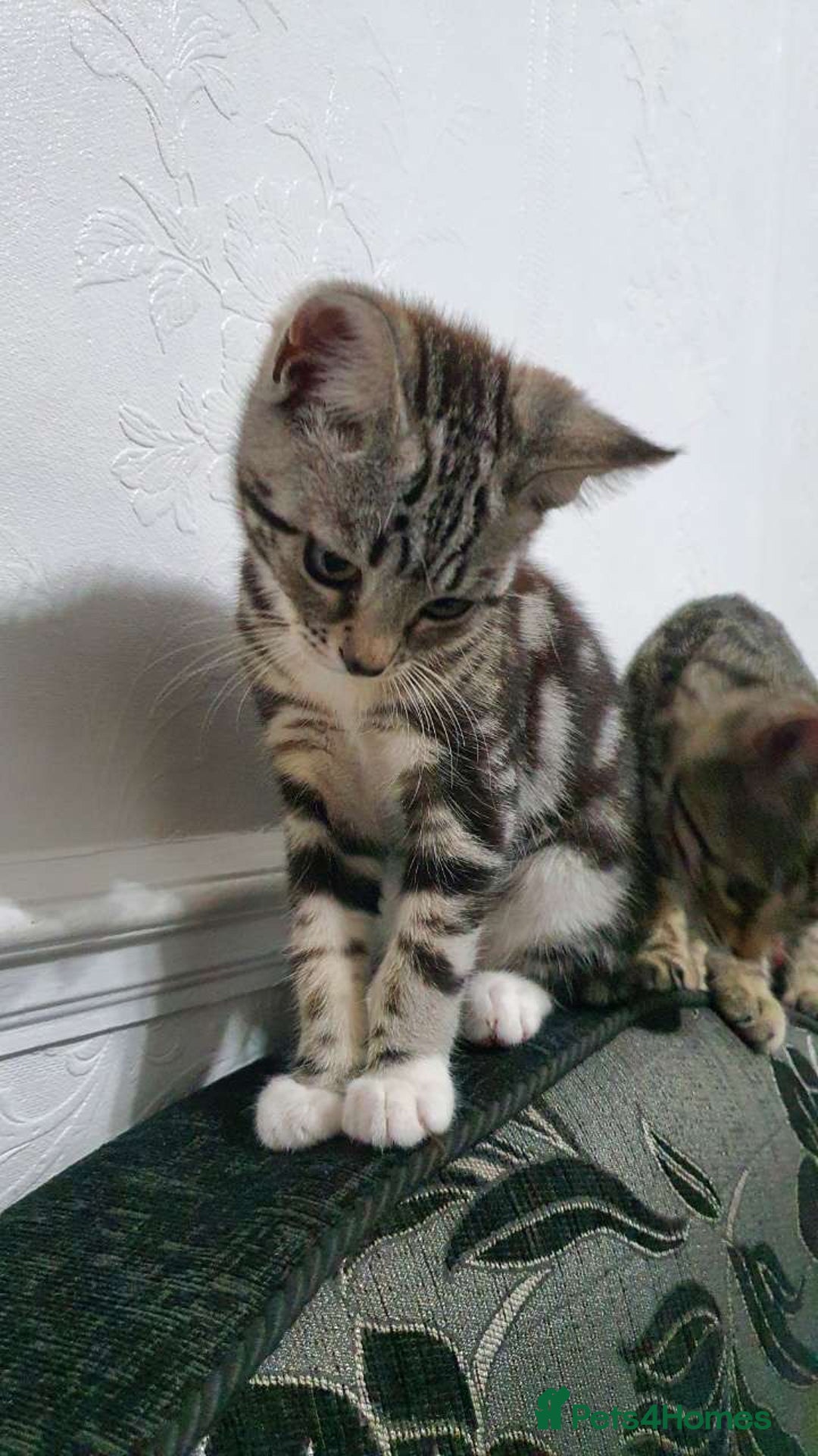 Bengal cats for sale: Bengal Kitten for sale  - Image 3
