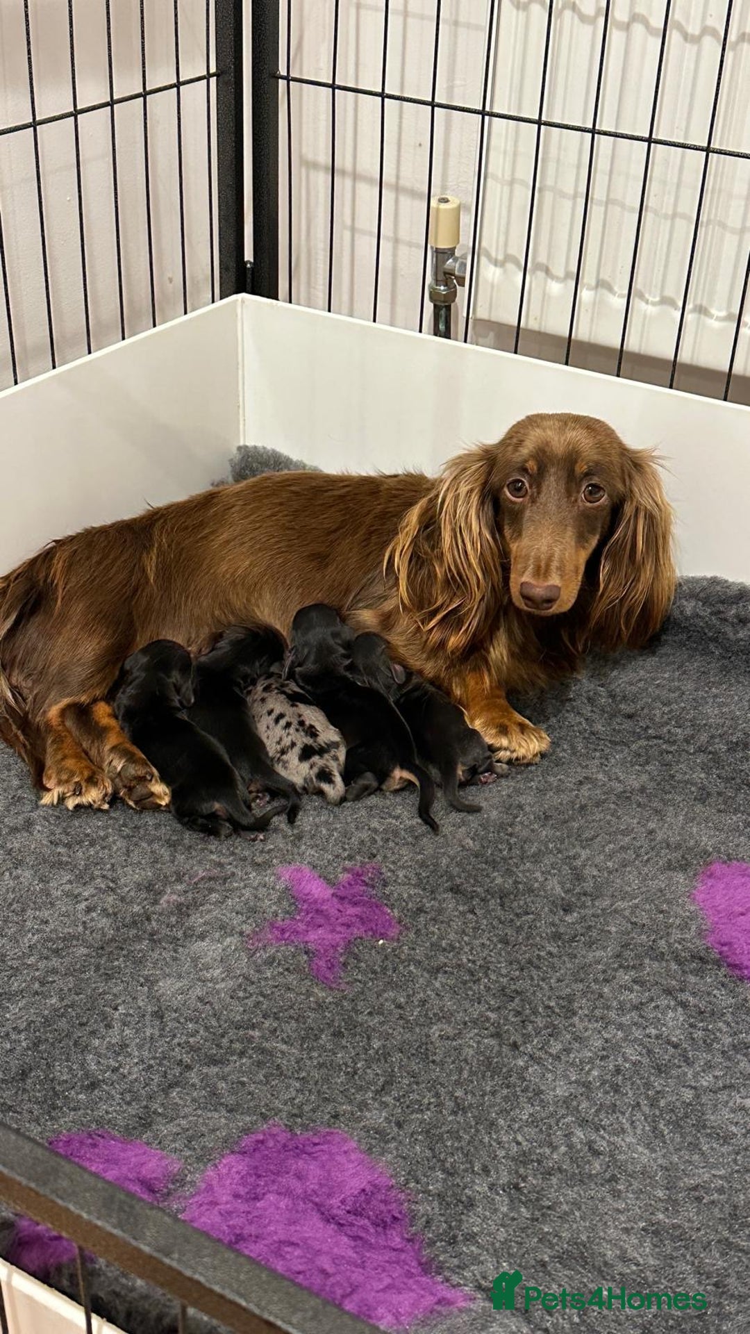Miniature Dachshund dogs for sale: Miniature long haired dachshund  - Advert 2
