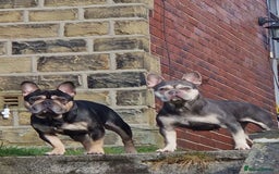French Bulldog dogs for sale: 🐾 adorable French bulldog puppies for sale 🐾 - Image 14
