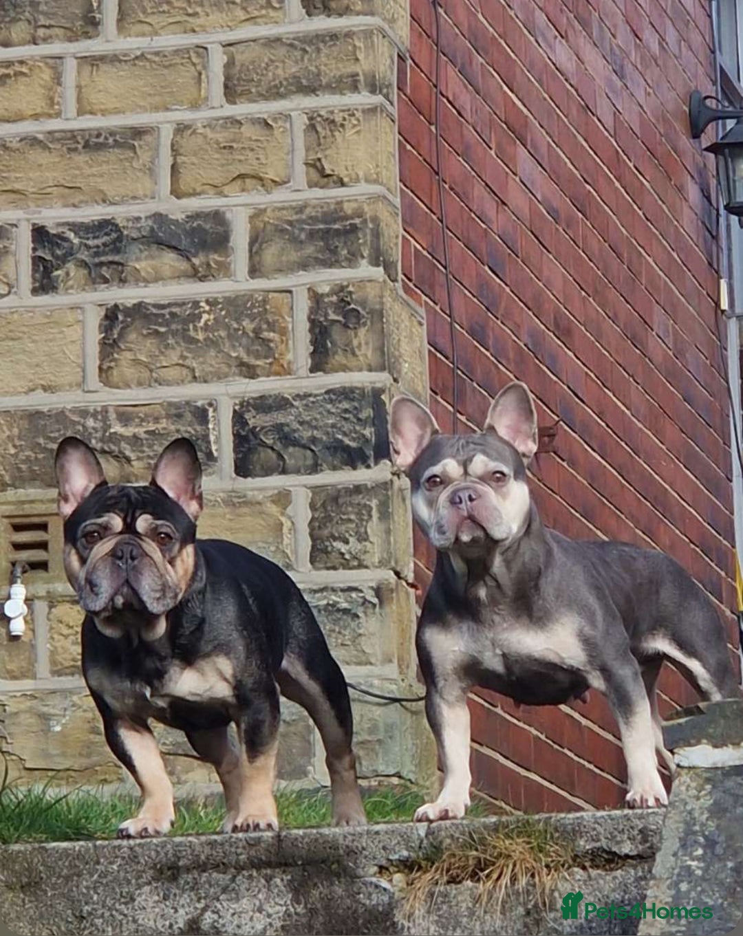 French Bulldog dogs for sale: 🐾 adorable French bulldog puppies for sale 🐾 - Image 14