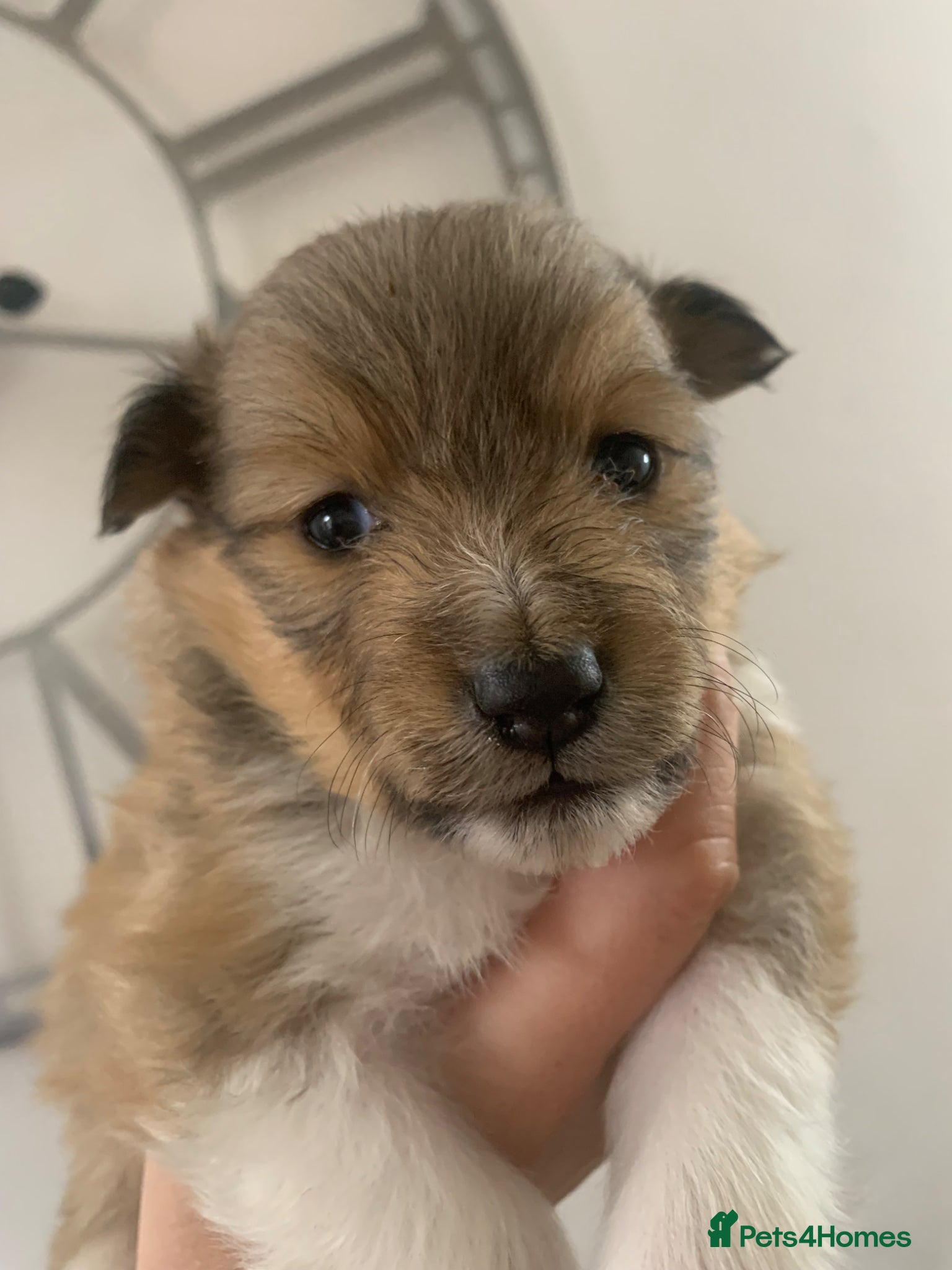 Shetland Sheepdog dogs KC REGISTERED LITTER OF SHETLAND SHEEPDOG PUPPIES  - Advert 3