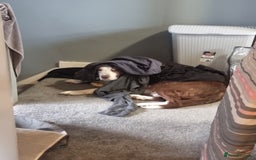Border Collie dogs for sale: Border collie pups available  - Image 15