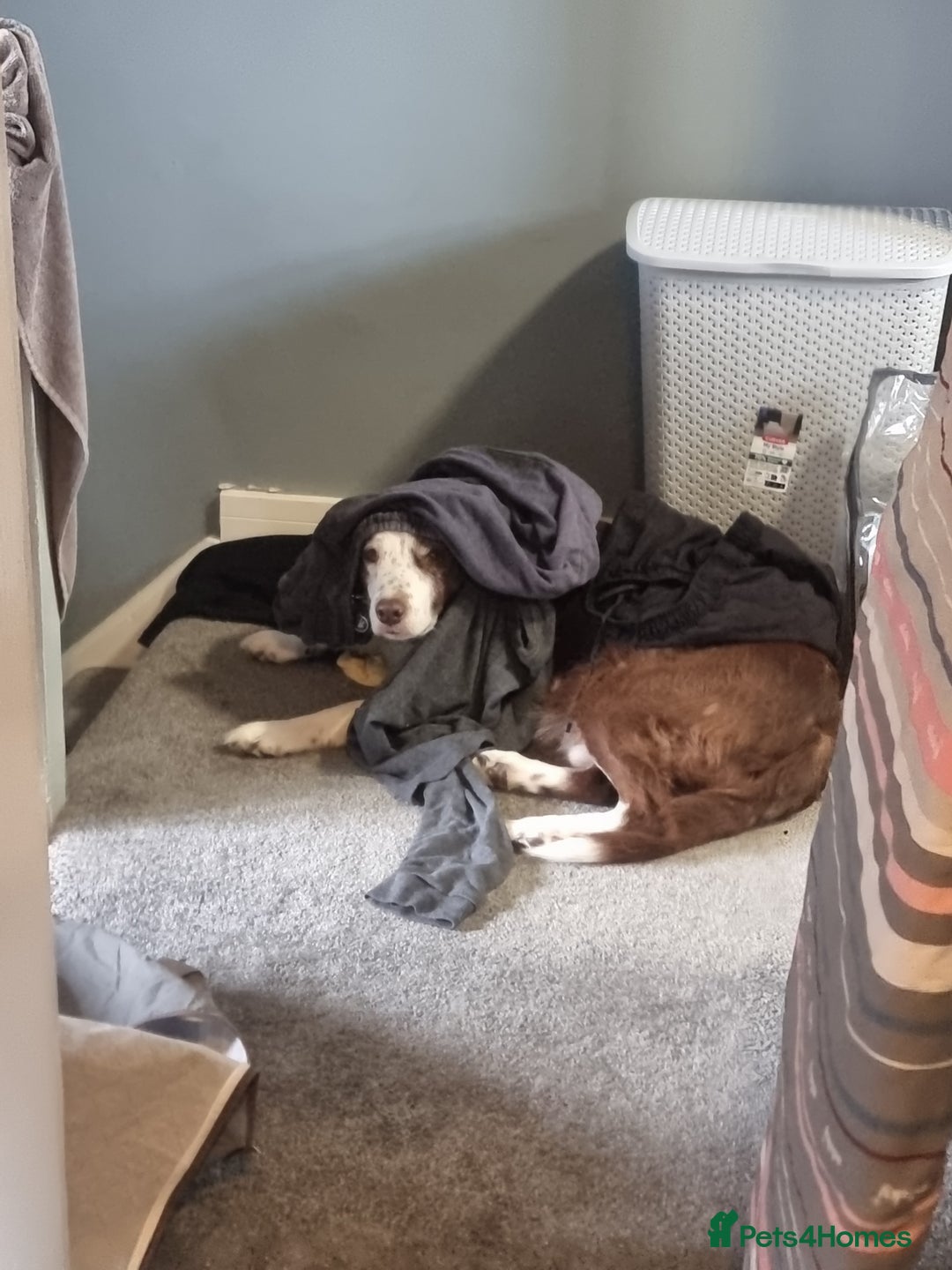 Border Collie dogs for sale: Border collie pups available  - Image 15
