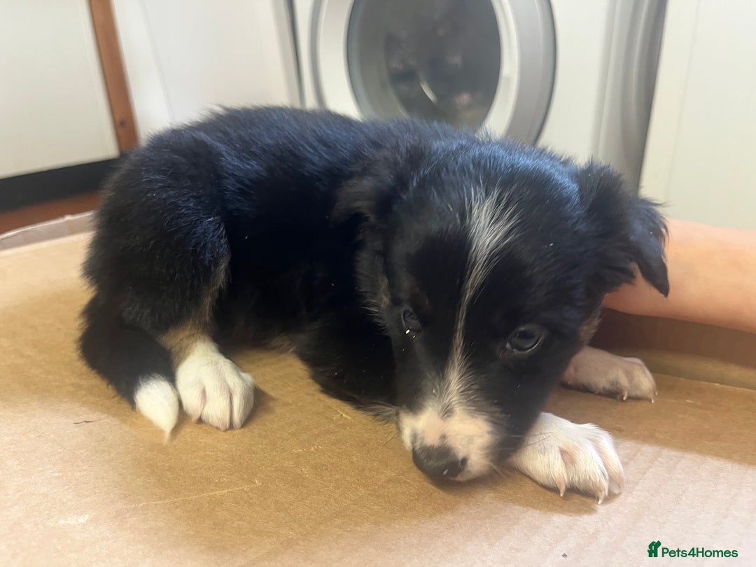 Border Collie dogs for sale: 7 collie puppies available end of October  - Image 11