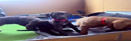 Mixed Breed dogs for sale: Gorgeous Siberian Shepsky x Weimaraner Puppies  - Advert 18