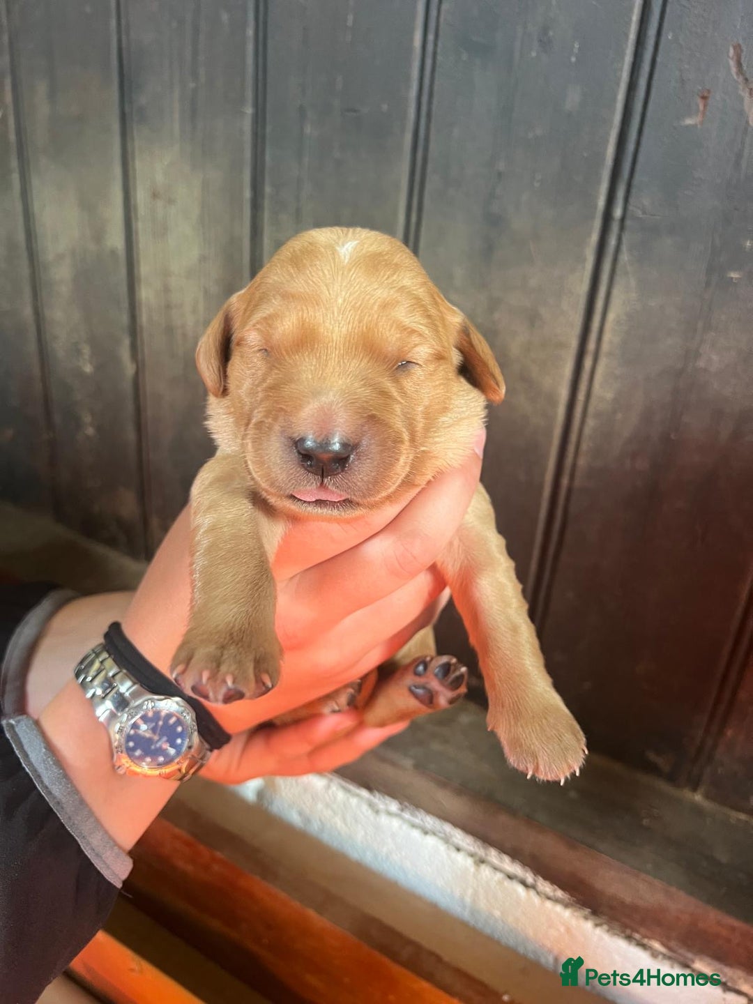 Golden Retriever dogs for sale: 2 beautiful golden retriever boys available. - Image 10