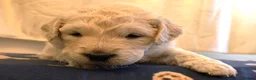 Golden Retriever dogs for sale: Beautiful Golden Retriever Puppies - Advert 21