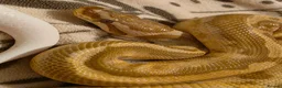 Python Snake reptiles for sale: Multiple ball pythons beautiful morphs an genders  in Ivybridge - Advert 12
