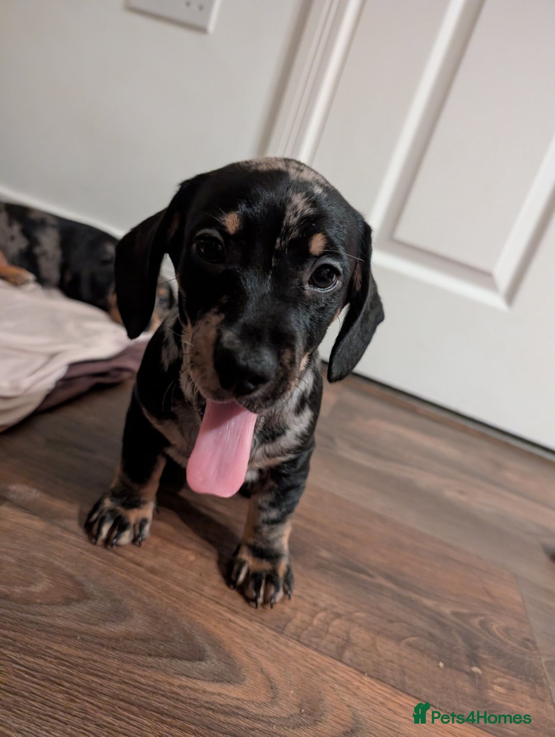 Mixed Breed dogs for sale: Beautiful dachshund puppies  - Advert 3