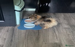 Pomeranian dogs for sale: Beautiful Pomeranian boy needs rehoming - Image 4