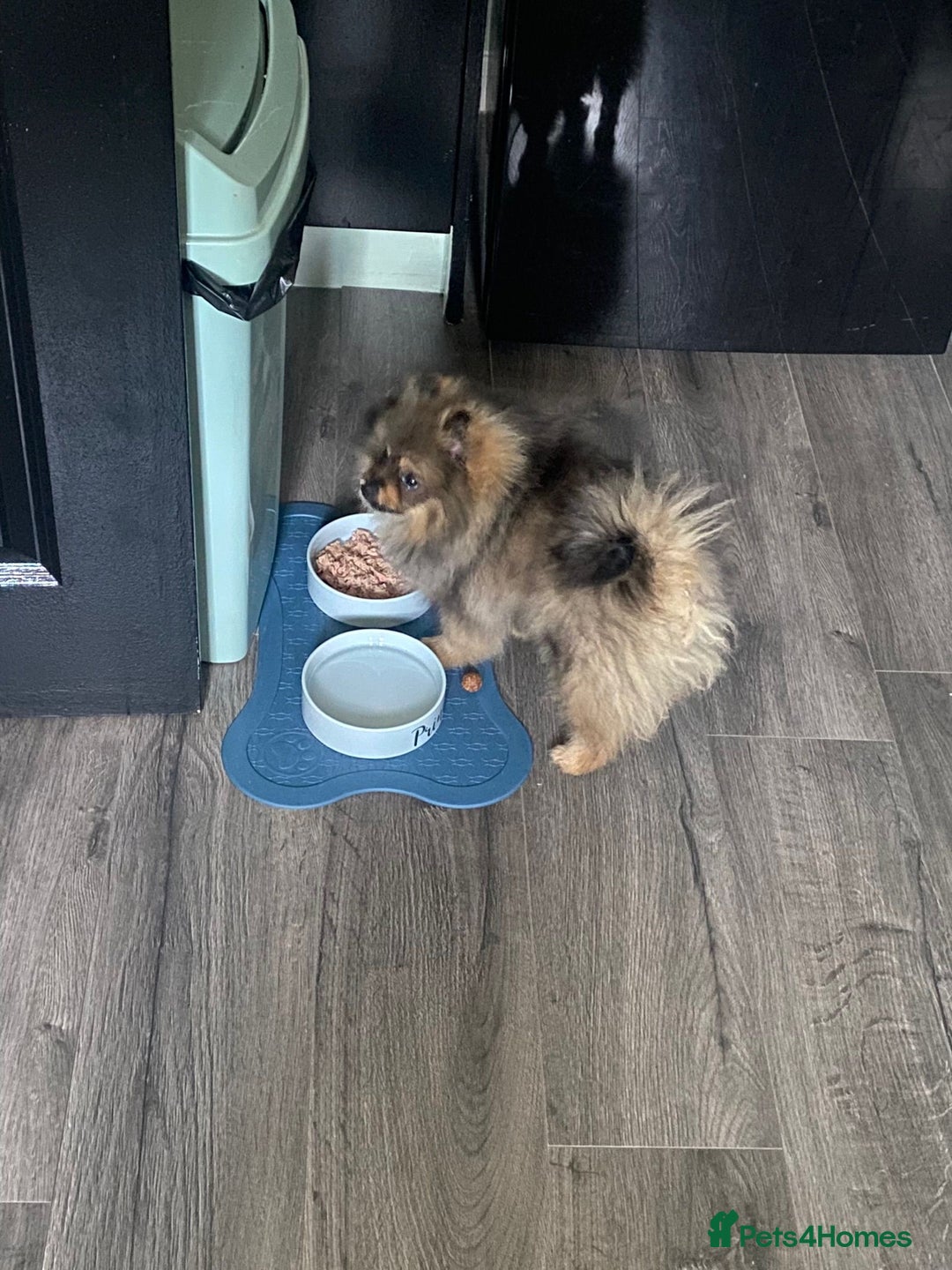 Pomeranian dogs for sale: Beautiful Pomeranian boy needs rehoming - Image 4