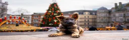 German Shepherd dogs for sale: Part Trained Family Dog - Advert 1