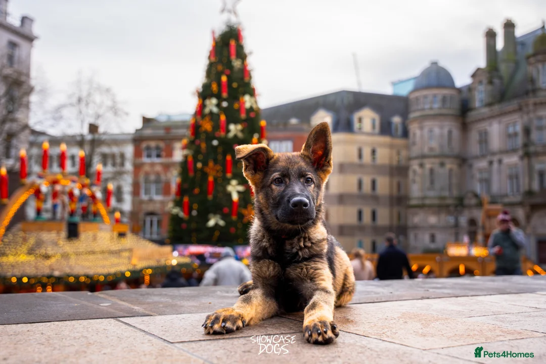 German Shepherd dogs for sale: Part Trained Family Dog - Advert 1