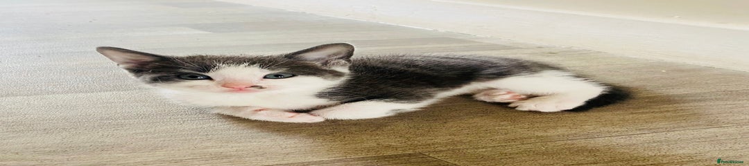 Domestic Shorthair Kitten 4