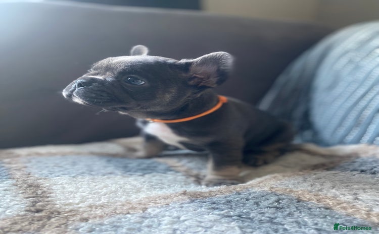 French Bulldog dogs 2 girls 1 boy left french bulldog - Advert 1