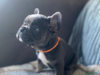 French Bulldog dogs 2 girls 1 boy left french bulldog - Advert 1