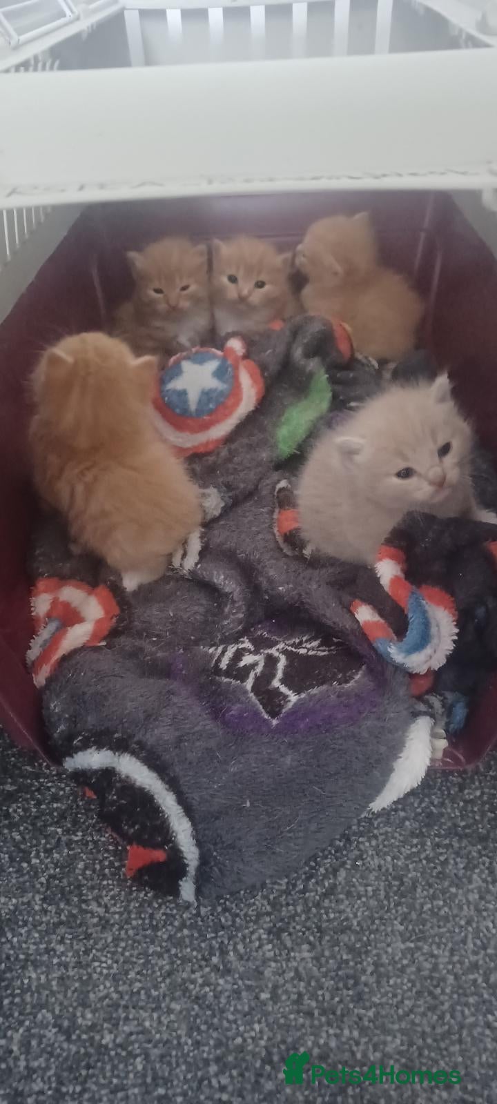 Mixed Breed cats Ginger kitten waiting for a loving home  - Advert 5