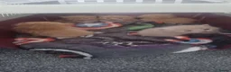 Mixed Breed cats for sale: Ginger kitten waiting for a loving home  in Chatham - Advert 1