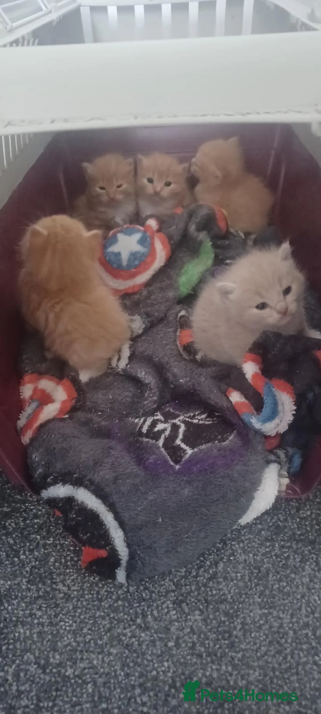 Mixed Breed cats for sale: Ginger kitten waiting for a loving home  in Chatham - Advert 1