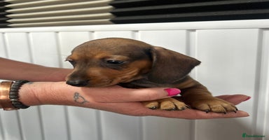 Miniature Dachshund dogs - Advert 11
