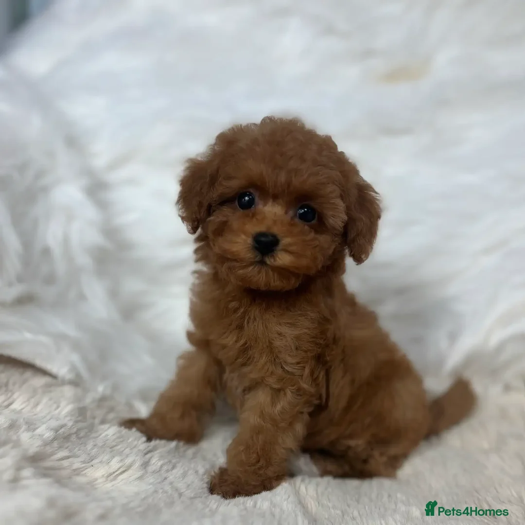 Toy Poodle dogs for sale: Beautiful mini Toy Poodle Puppies - Image 6