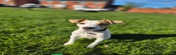 Jack Russell dogs for sale: Milo looking for a new home  in Walsall - Advert 1