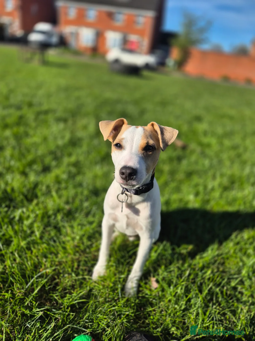 Jack Russell dogs for sale: Milo looking for a new home  in Walsall - Advert 1