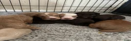 Sprocker dogs for sale: Lovely sprocker puppies  - Advert 12