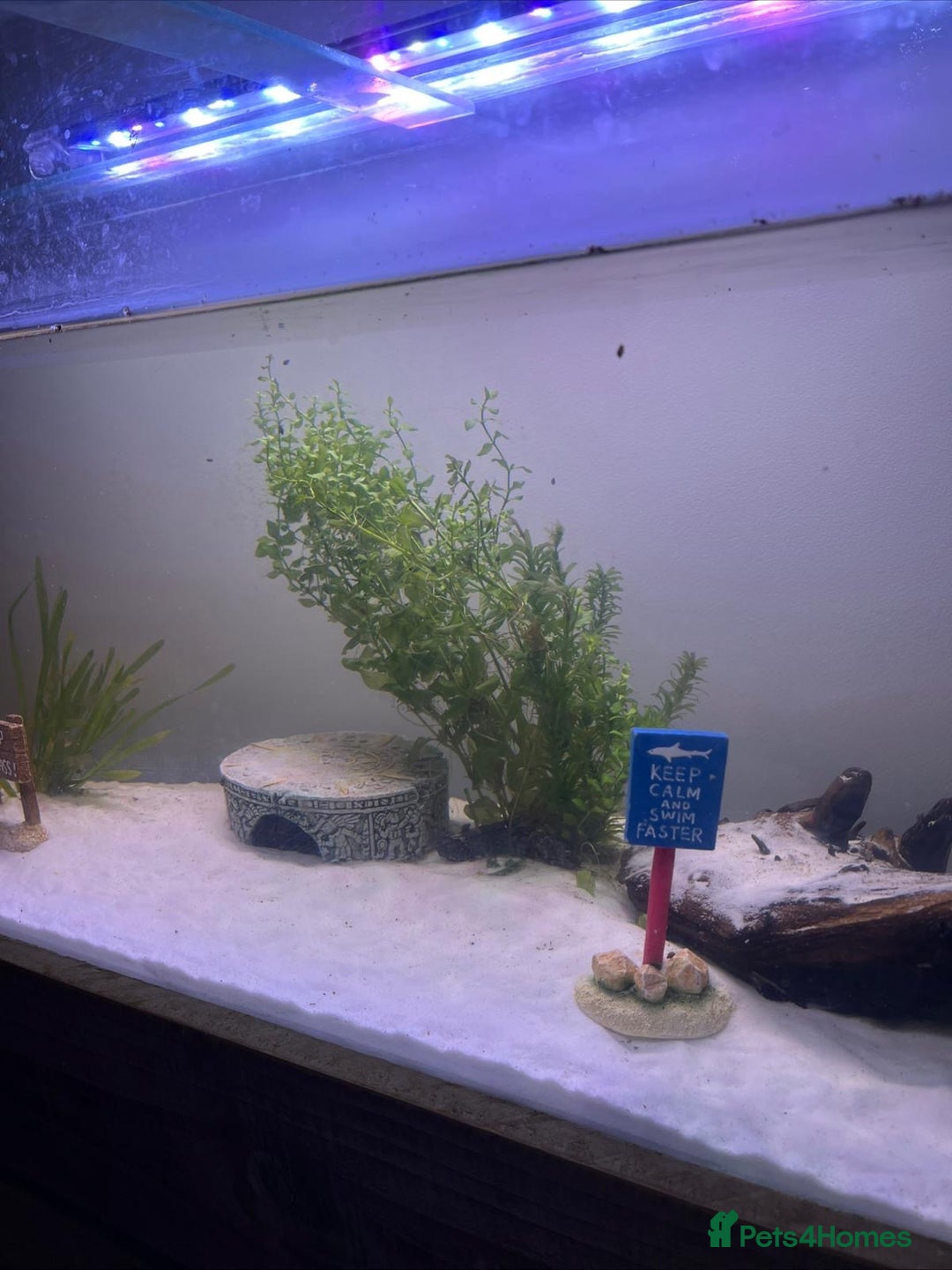 Axolotl reptiles for sale: Aquarium set up and pump  - Image 2