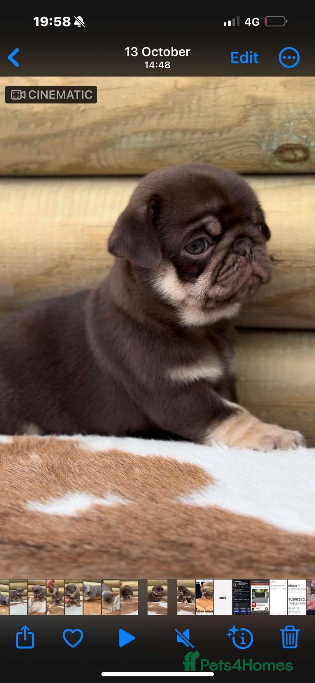 Pug dogs for sale: Beautiful last 2 little girl pugs. - Advert 12