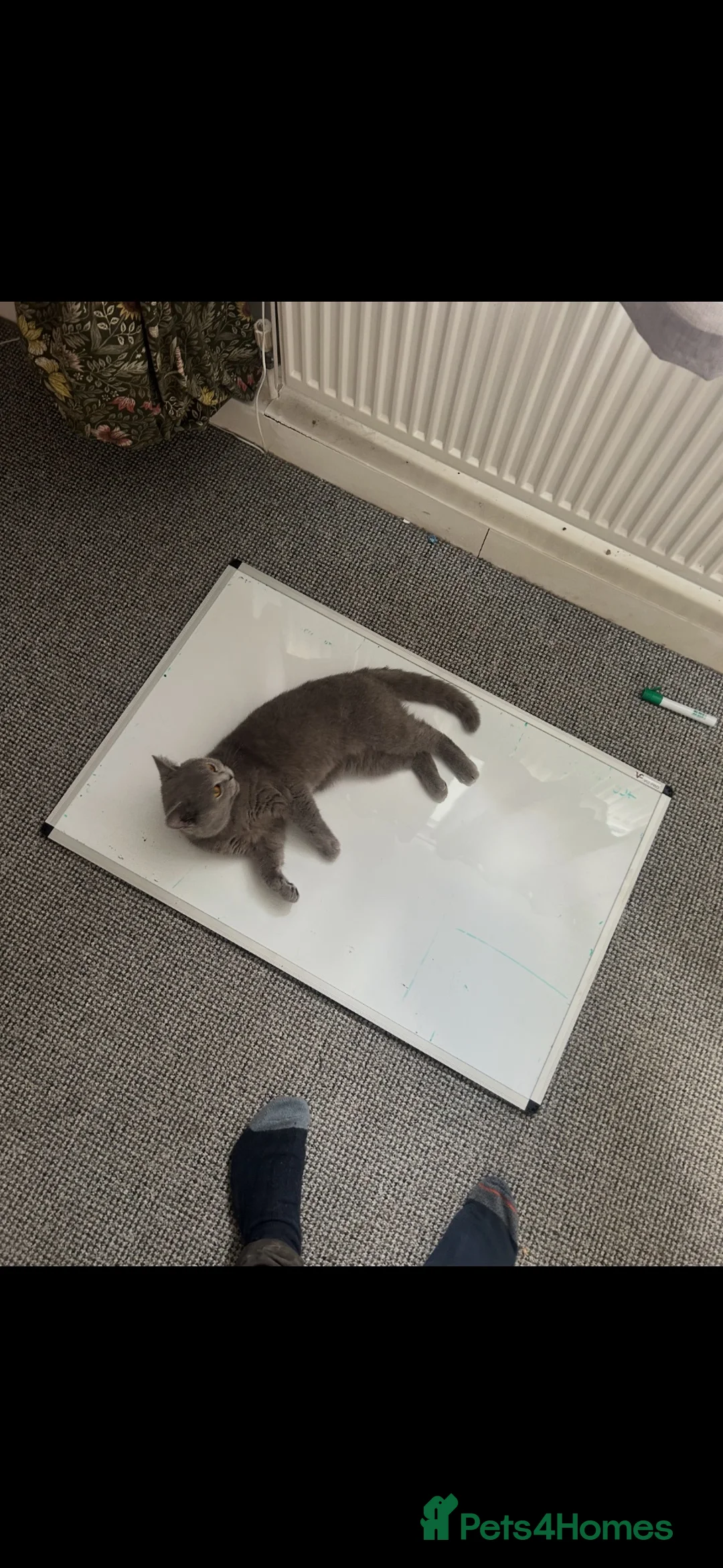 British Shorthair cats for sale: This is whiskers  - Advert 1