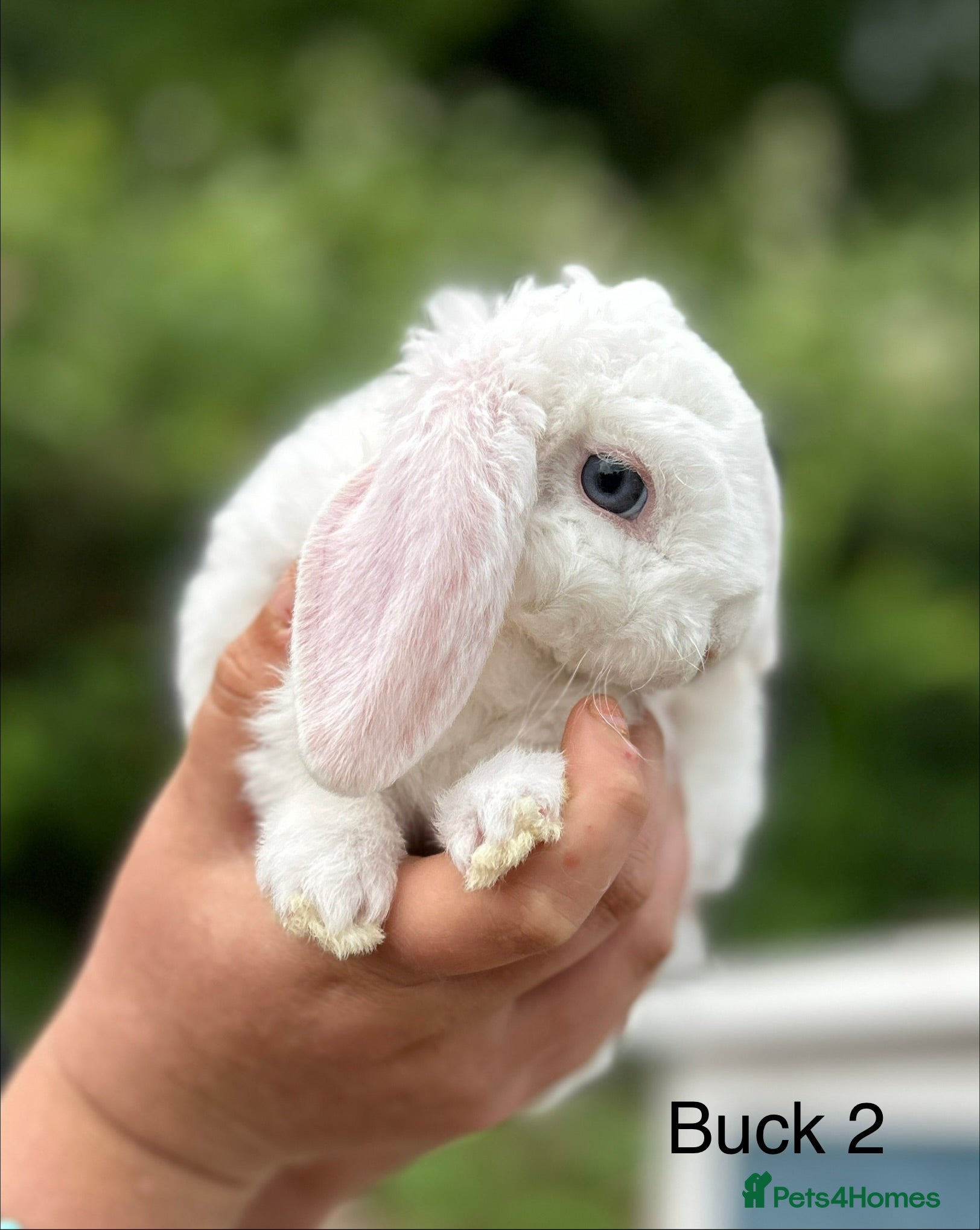 Mini Lop rabbits Gorgeous and friendly Mini Plush Lop Babies - Advert 1