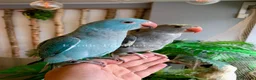 Ringnecks birds for sale: Hand Reared Baby Indian Ringneck Parrots For Sale - Advert 12