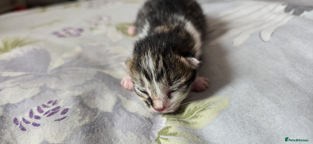 Domestic Shorthair cats for sale: Beautiful kittens ready 11th Sept - Image 17