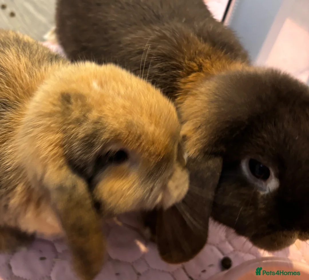 Mini Lop rabbits for sale: Two lovely mini lop bunnies looking for new home in Hartlepool - Advert 10