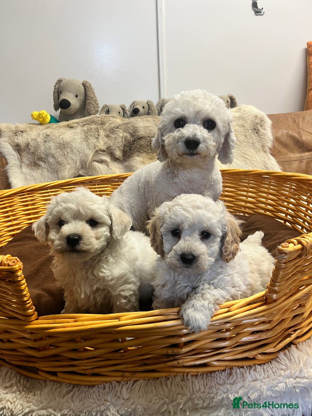 Poochon dogs for sale: Gorgeous Twin Brothers - Advert 9