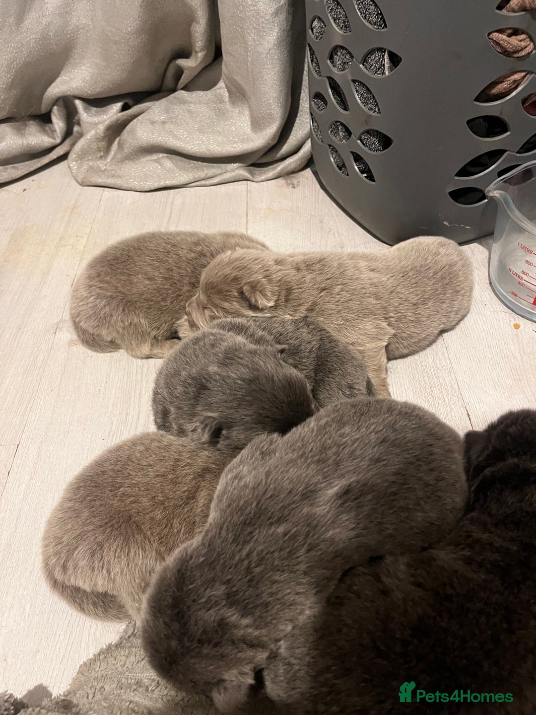 Chow Chow dogs for sale: 6 lovely chow chows for sale 😻 - Advert 6