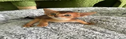 Abyssinian cats for sale: TICA 5* pedigree Abyssinian Kittens  - Advert 21