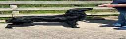 Flat coated Retriever dogs for sale: Fabulous litter of flatcoated retriever puppies - Advert 4