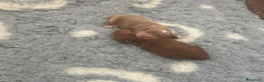 Cockapoo 3