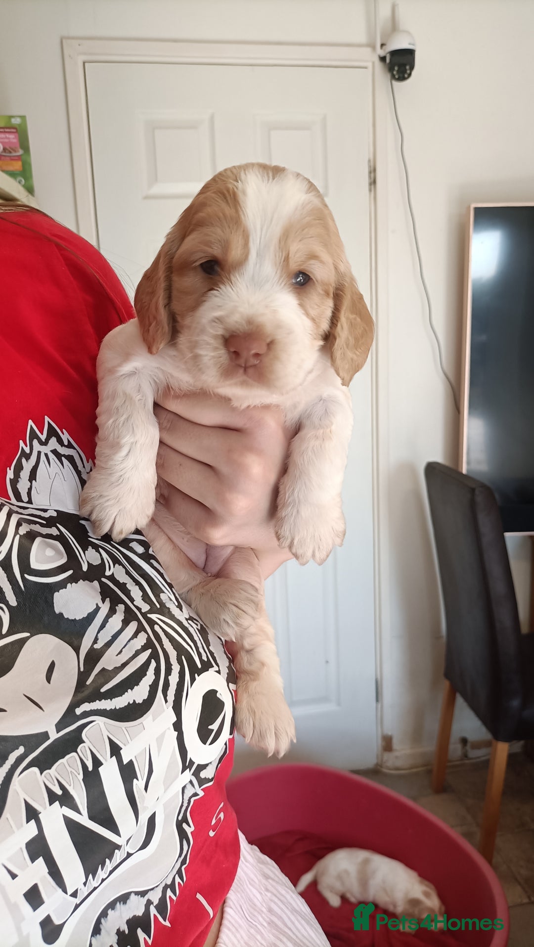 Cockapoo dogs for sale: Cockapoo F1B - Image 3