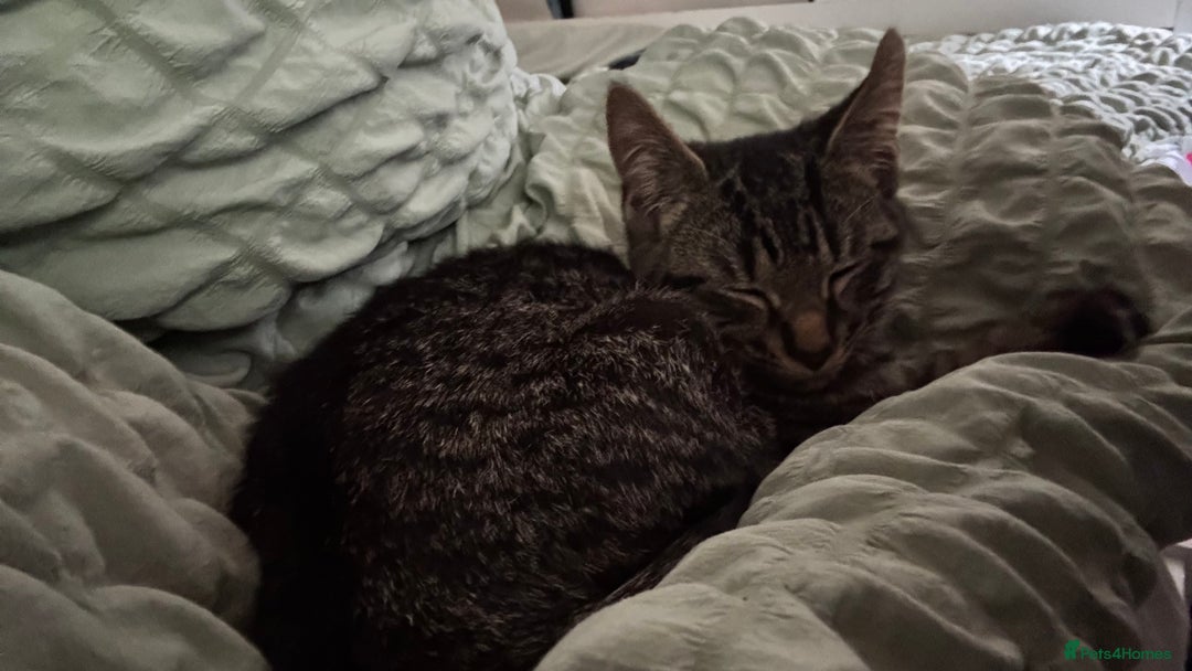 Mixed Breed cats for sale: 2 female black kittens and a tabby male  - Advert 8