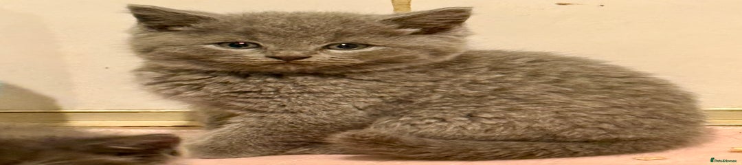 British Shorthair Kitten 2